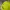 Grooverhyme Casual Sweatshirt Pria yellow photo 4
