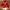Manchester United 94-96 Original  photo 2