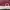 Converse Minimalist Casual Sneakers Pria burgundy red photo 7