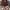 Converse Minimalist Casual Sneakers Pria burgundy red photo 5