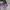 Uniqlo Streetwear Y2K Crop top Wanita purple black photo 7