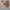 Vans Suede Yellow Mustads