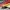 AIR ZOOM ALPHA FLY NEXT EKIDEN ZOOM PACK , AIR ZOOM NEXT FLY photo 8