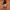 BAREKURVE Casual Bralette Wanita Brown
