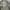 Field Jacket M-65 Woodland Camouflage by Golden MFG  photo 4