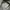 Field Jacket M-65 Woodland Camouflage by Golden MFG  photo 5
