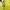 Umbro Vintage Sportswear Jersey Pria green yellow photo 6