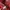 Baracuta Casual Bomber jacket Pria red photo 4