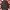 Ben Sherman Casual Trench Coat Pria Navy Black
