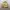 Zippo Casual Windbreaker Pria khaki photo 4