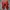 Asics Sportswear Sneakers Pria red black photo 7