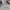 Indie Minimalist Formal shirt Pria cream photo 4