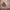 Vans authentic red chili  photo 4