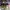 Valentino Luxury Wanita multicolor photo 2