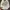 KANGOL UK FLET CAP photo 6