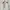 Adidas Y2K Casual Sneakers Pria White Cream