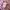 Oioi Casual T-shirt Pria purple photo 5