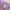 Oioi Casual T-shirt Pria purple photo 3