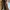 Charles and Keith Casual Handbag Wanita tan photo 2