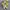 Converse Chuck Taylor All Star 70S Low Sunflower Yellow photo 2
