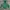 Russell Athletic Vintage Hoody Pria green photo 8