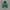Russell Athletic Vintage Hoody Pria green photo 1