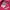Tommy Hilfiger for her, Pink Printed Pullover Hoodies photo 5
