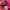 Tommy Hilfiger for her, Pink Printed Pullover Hoodies photo 7