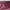 Carhartt Streetwear T-shirt Pria burgundy photo 3