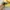 Polo Ralph Lauren Vintage Y2K Parka Pria yellow photo 6