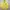 Polo Ralph Lauren Vintage Y2K Parka Pria yellow photo 1