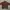 Converse Vintage Windbreaker Pria brown photo 8