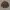 Converse Vintage Windbreaker Pria brown photo 1