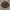 Converse Vintage Windbreaker Pria Brown