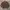 Converse Vintage Windbreaker Pria brown photo 2
