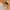 H&M Lolita Skater Fleece Wanita tan brown cream photo 3