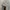 Jorts pants cargo raton laveur photo 5