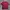 Polo shirt UNIQLO AIRism maroon photo 1
