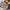 Birkenstock Gizeh 43
