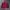 Converse Streetwear Casual Bomber Jacket Pria Navy Red