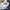 Dickies Minimalist Formal pants Pria navy photo 6
