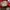 Vnas UA Authentic Red Chilli photo 7