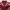 DogTown Vintage Varsity jacket Pria burgundy photo 7
