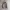 Polo Ralph Lauren Casual Windbreaker Pria Tan