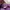 Gramicci g short purple photo 7