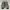 Asics gel Kahana 8 grey photo 2