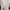 Minimalist Muslim Midi dress Wanita white photo 3