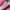 Adidas Handball Spezial Spark Green Lucid Pink