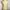Etranger Cream Lace Floral Corset Tanktop photo 6