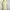 Etranger Cream Lace Floral Corset Tanktop photo 4
